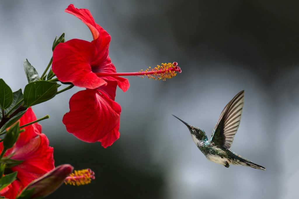 Bird in a garden