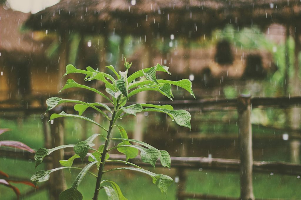 rainwater for irrigation